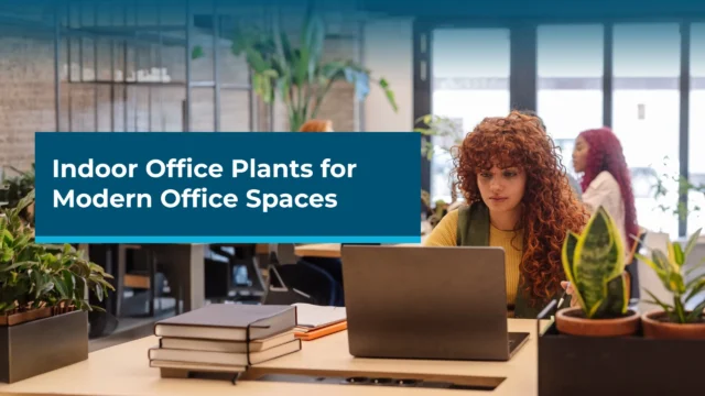 Indoor Office Plants for Modern Office Spaces